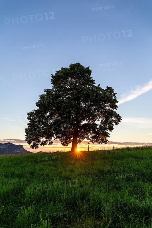 Sunset at Solitärbaum, Challhöchi, Basel-Landschaft, Switzerland, Europe