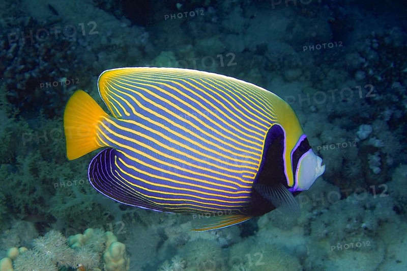 Emperor angelfish (Pomacanthus imperator), House Reef dive site, Mangrove Bay, El Quesir, Red Sea, Egypt, Africa