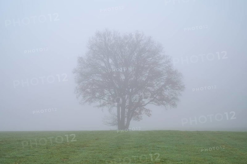 Meadow with tree on foggy morning, Kreuzwertheim, Spessart, Bavaria, Germany, Europe