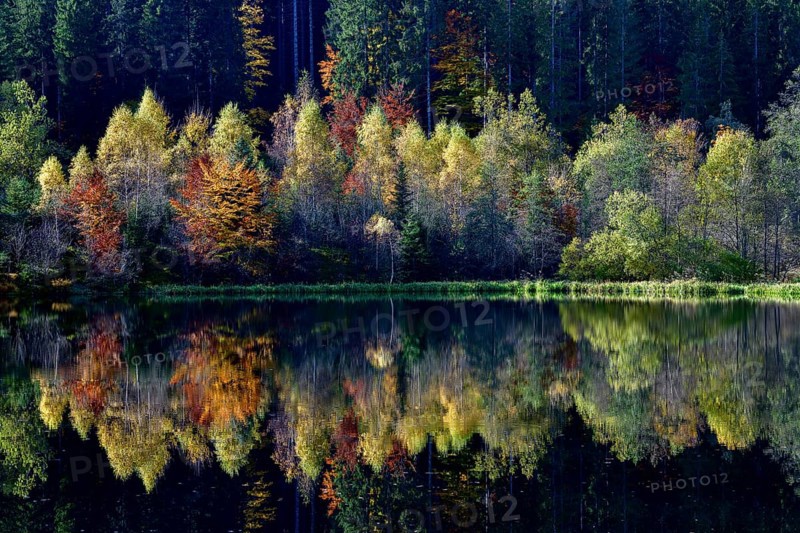 Trees reflected in the Sankenbachsee, Karsee, autumn, near Baiersbronn, Freudenstadt district, Black Forest, Baden-Württemberg, Germany, Europe