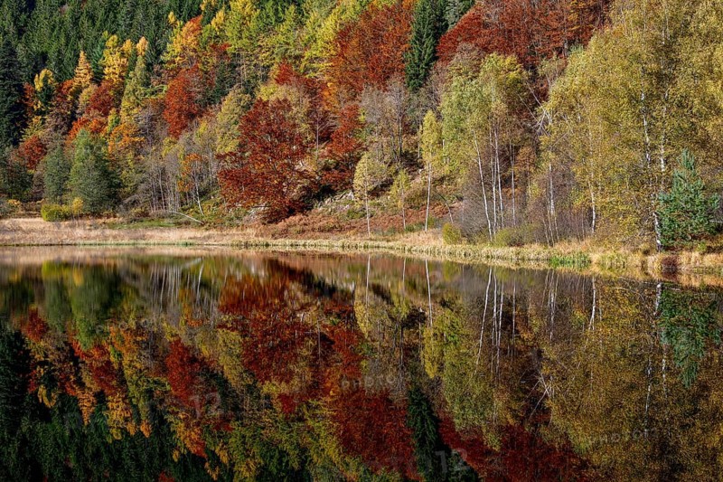 Trees reflected in the Sankenbachsee, Karsee, autumn, near Baiersbronn, Freudenstadt district, Black Forest, Baden-Württemberg, Germany, Europe