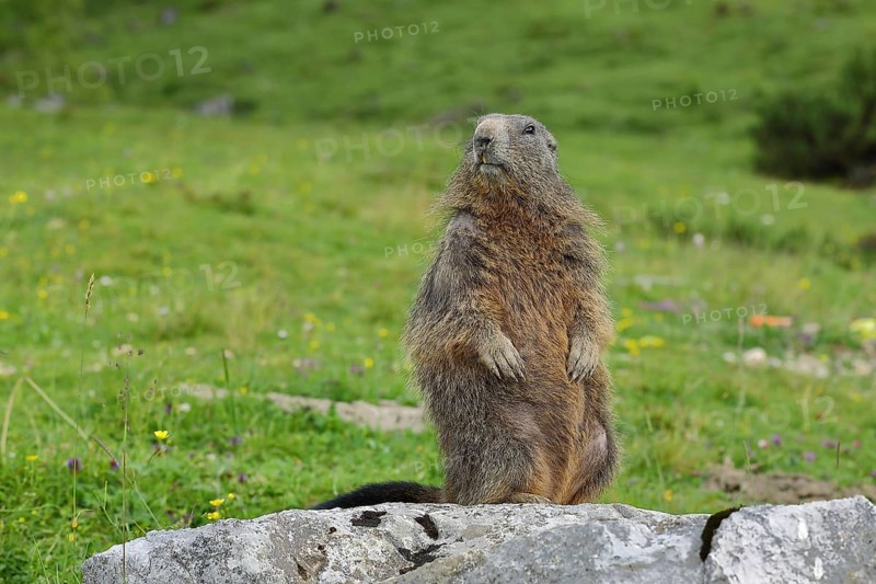 Alpine marmot (Marmota marmota), alert sentinel standing on a stone on an alpine pasture, Großglockner, Austria, Europe