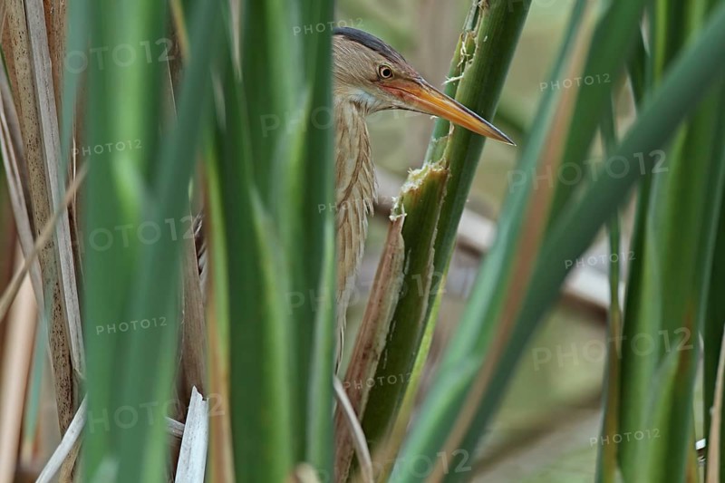Little Bittern (Ixobrychus minutus), study in the biotope, Middle Elbe Biosphere Reserve, Dessau-Roßlau, Saxony-Anhalt, Germany, Europe