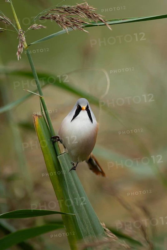 Bearded tit (Panurus biarmicus) or reedling adult male bird on a Common reed seed head, Norfolk, England, United Kingdom, Europe