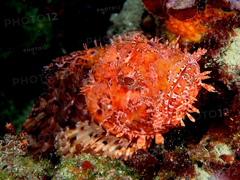 Portrait of Red Scorpionfish (Scorpaena scrofa), sea sow, dive site Cap de Creus Marine Reserve, Rosas, Costa Brava, Spain, Mediterranean Sea, Europe