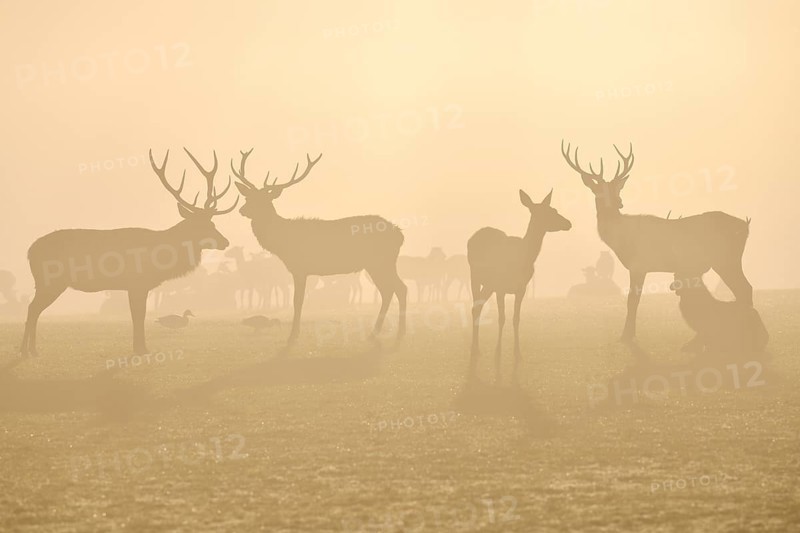 Red deer (Cervus elaphus) in rut, male and female, captive, morning mood, Rhodes, Département Moselle, Lorraine, France, Europe