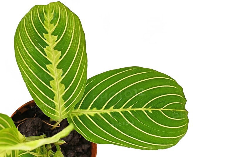 Close up of exotic green veined 'Maranta Leuconeura Lemon Lime' houseplant leaf on white background