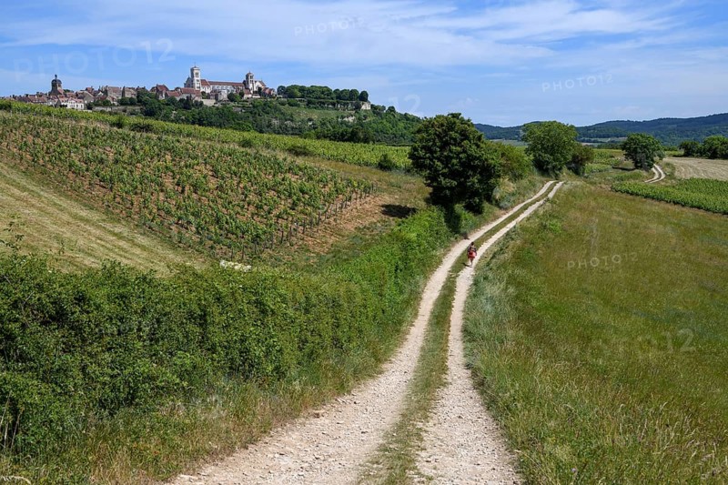 Hikers on the way to Vézelay, Yonne department, Bourgogne-Franche-Comté region, Burgundy, France, Europe