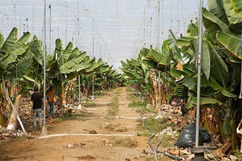 Banana plantation, Gáldar, Las Palmas Province, Gran Canaria, Canary Islands, Spain, Europe