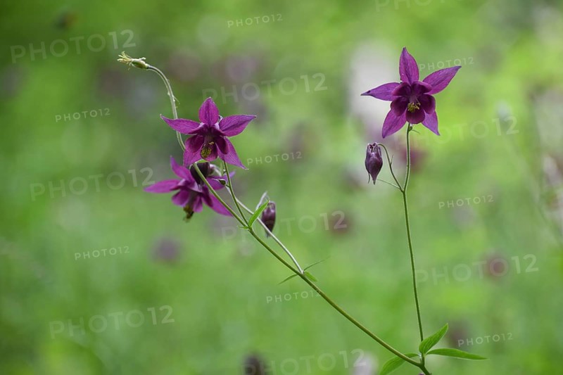 European columbine (Aquilegia vulgaris) in Berchtesgaden National Park, Bavaria, Germany, Europe