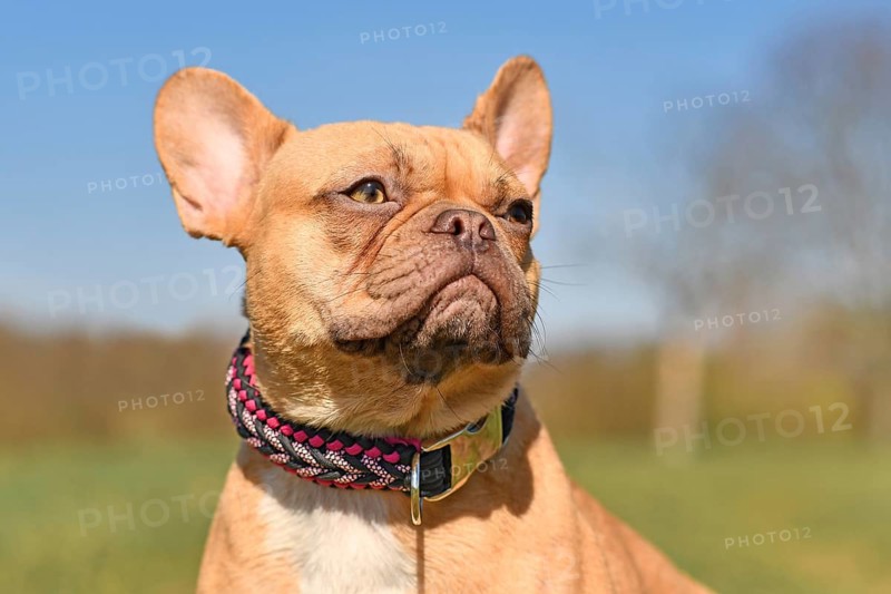 Portrait of red French Bulldog dog wearing a handmade paracord string collar