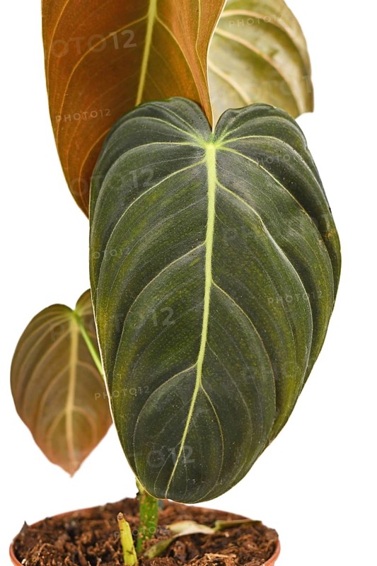 Close up of leaf of tropical 'Philodendron Melanochrysum' houseplant on white background