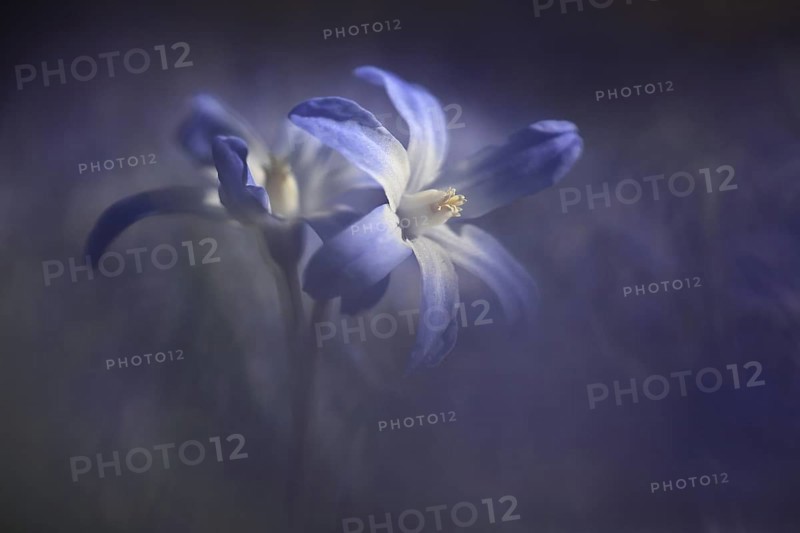 Blue lucile's glory-of-the-snow (Chionodoxa luciliae) of the common star hyacinth, naturalised in a park in Munich, Bavaria, Germany, Europe