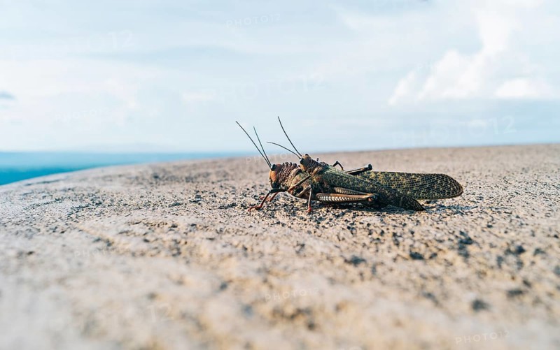 View of two crickets mating. Close up of two crickets mating, Two grasshoppers mating. Insect mating concept