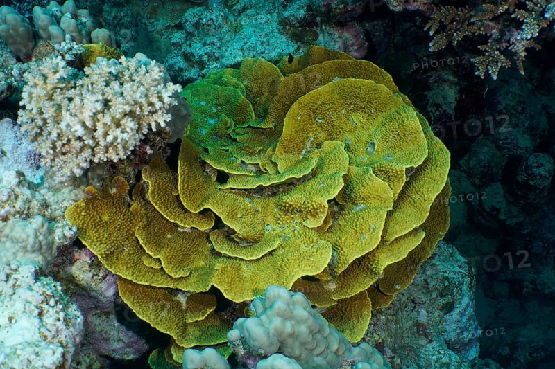 Yellow scroll coral (Turbinaria reniformis), Dive site House Reef, Mangrove Bay, El Quesir, Egypt, Red Sea, Africa
