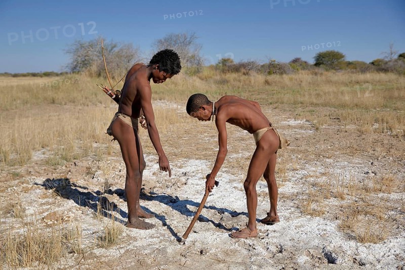 Bushmen of the Ju/' Hoansi-San hunting, read tracks, village //Xa/oba, near Tsumkwe, Otjozondjupa region, Namibia, Africa
