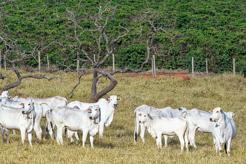 Indo-Brazil Zebu Cows in the Serra da Canastra, Sao Roque das Minas, Minas Gerais state, Brazil, South America