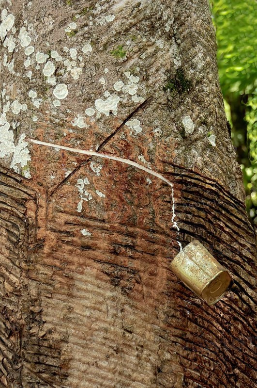 Rubber harvest on an Hevea tree, Amazon state, Brazil, South America