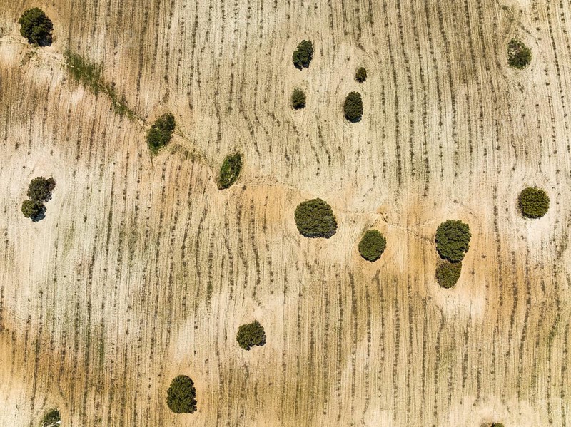 Holm Oaks (Quercus ilex) in a field, aerial view, drone shot, Almería province, Andalusia, Spain, Europe