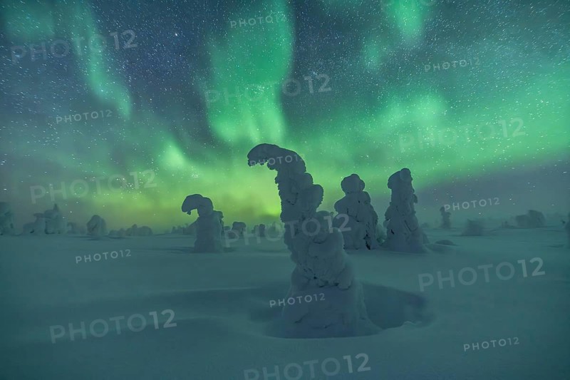 Northern Lights over Snowed-in Trees, Winter Landscape, Riisitunturi National Park, Posio, Lapland, Finland, Europe
