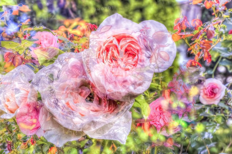 Oil painting, rose (pink), pink blossoms, delicate pink, fragrant, light, romantic, greeting card motif, flower motif, flowers creative, different plants mixed, artistic shot, blossoms alienated, plants, impressionistic art style, lively summer atmosphere, allover, alienation, dense flower field, delicate colours, garden, flower bed, plants, Germany, Europe