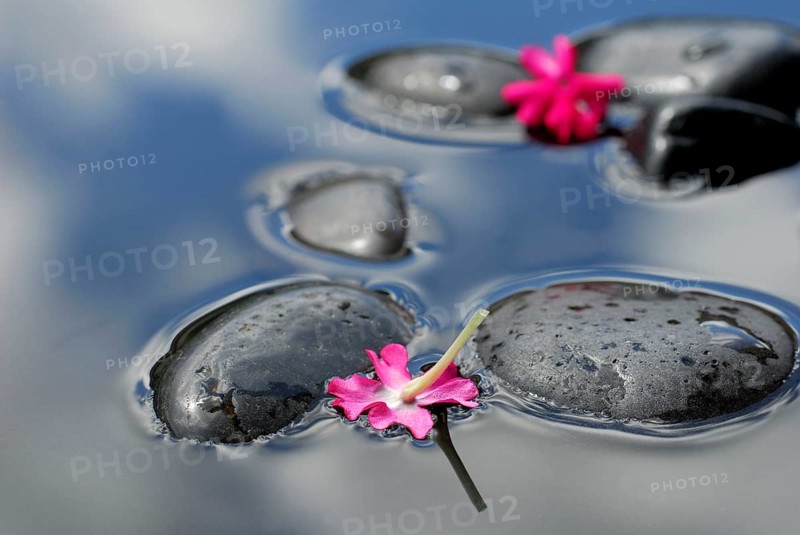 Flowers of verbena on stones in water (verbena hybrid) , verbena