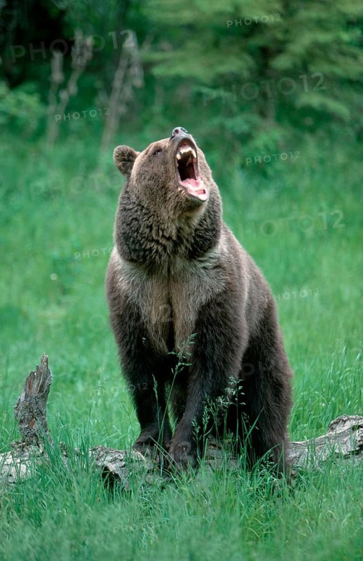 Grizzly bear (Ursus arctos horribilis)