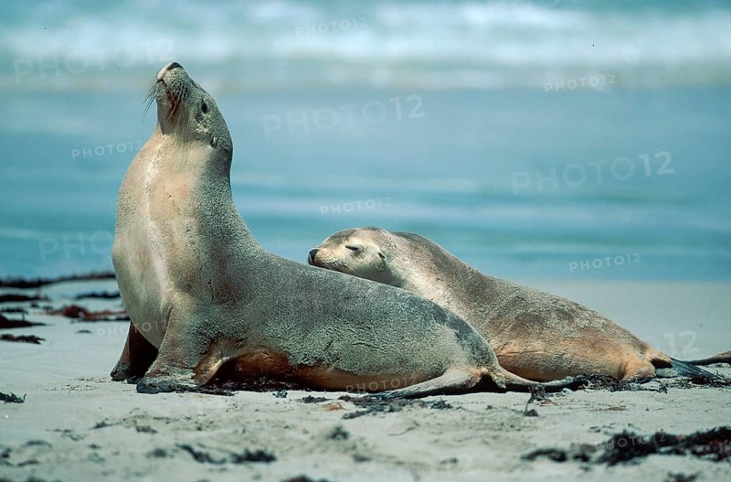 Australian Sea Lions (Neophoca cinerea), female with young, Kangaroo Island, Australia, side, Oceania