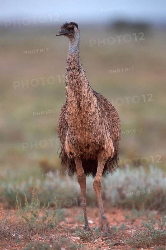 Emu, Stuart National Park (Dromeius novaehollandiae), Australia, Oceania