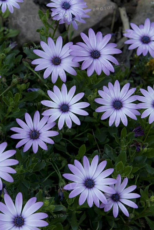 Gazania (Gazania)