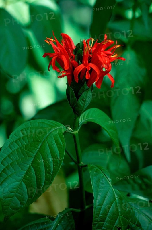 Blackstick, Trinidad (Pachystachys coccinea)