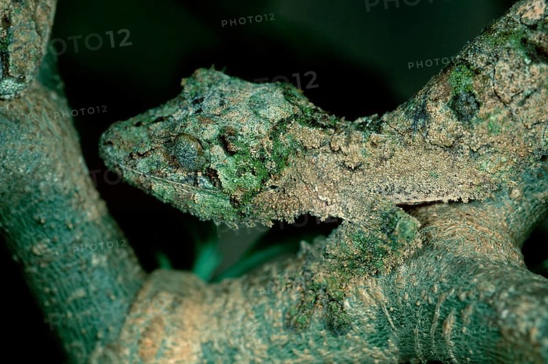 Leaf-tailed Gecko (Uroplatus guentheri), Madagascar, Africa