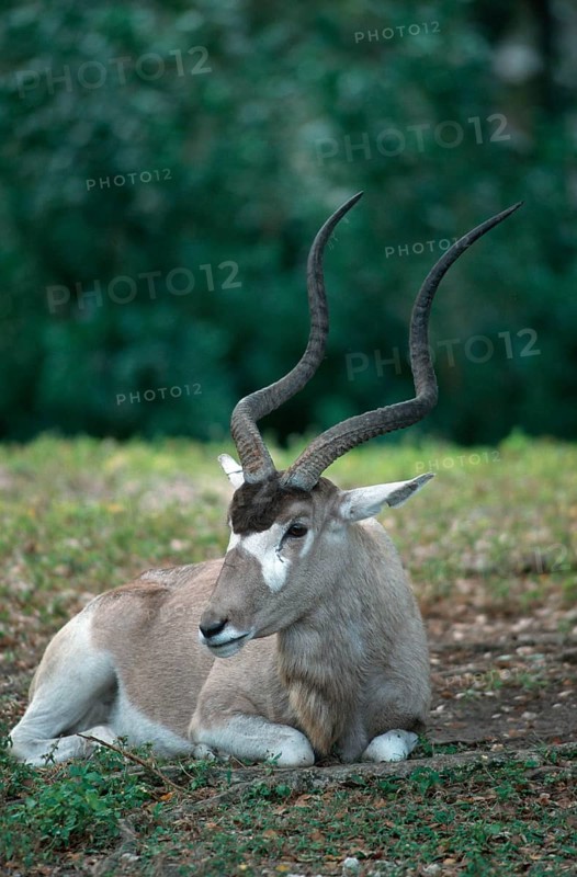 Addax (Addax nasomaculatus), addax, antelope