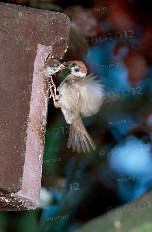 Tree sparrow feeding young bird at nest box, Germany, Europe, animals, bird, songbirds, weaver birds, young, feeding, outside, outdoors, sideways, side, vertical, adult, mother & child, mother & baby, two, two sparrows, Europe