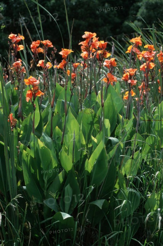 Canna (Canna indica)