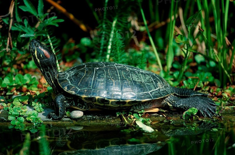 Red-eared Turtle (Trachemys scripta elegans) (Pseudemys scripta elegans)
