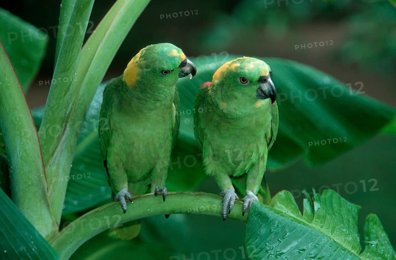 Yellow-naped Amazons, pair, Honduras (Amazona ochrocephala auropalliata), Gelbnackenamazonen, Paar, Honduras, Gelbnacken-Amazone, Suedamerika, south_america, Tiere, animals, Vogel, Voegel, birds, Papageien, parrots, aussen, outdoor, gruen, green, Querformat, horizontal, sitzen, sitting, adult, couple, zwei, two, frontal, head-on, von vorne, Central America