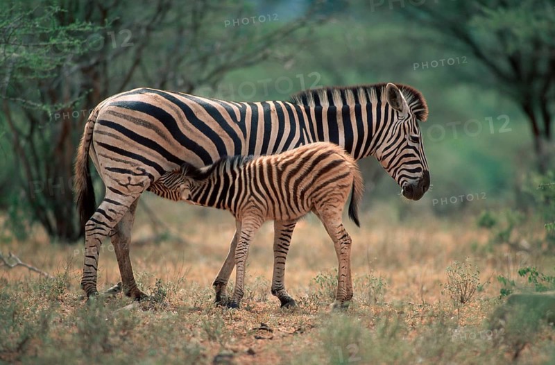Chapman's Zebras, mare nursing foal, Kruger national park, South Africa (Equus quagga antiquorum), side