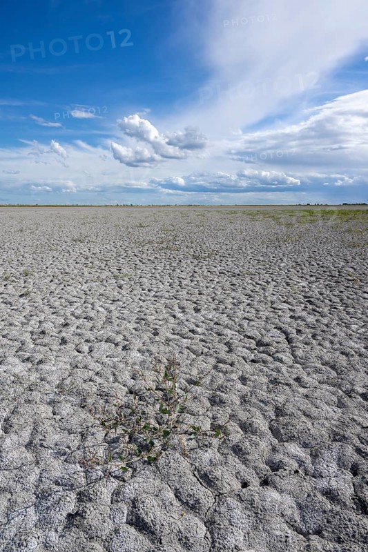 Heavily dried out Darscho or Warmsee, Lake Neusiedl-Seewinkel National Park, Burgenland, Austria, Europe