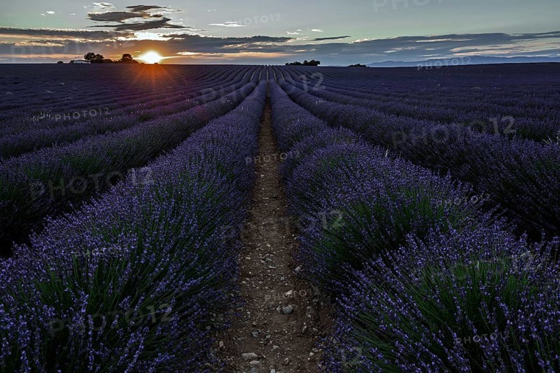 Lavender field, flowering true lavender (Lavandula angustifolia), near Valensole, evening light, Provence, Provence-Alpes-Cote d Azur, South of France, France, Europe