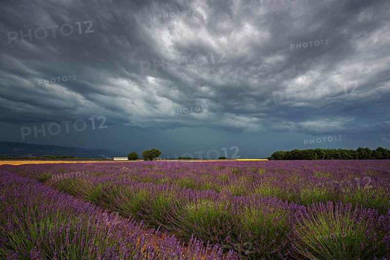 Lavender (Lavandula angustifolia) field, flowering real lavender, thunderstorm atmosphere, thunderclouds, near Puimoisson, Provence, Provence-Alpes-Cote d Azur, South of France, France, Europe