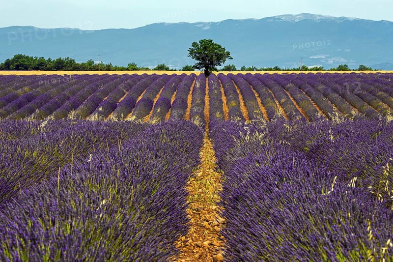 Tree in a lavender field, flowering true lavender (Lavandula angustifolia), near Puimoisson, Plateau de Valensole, Provence, Provence-Alpes-Cote d Azur, South of France, France, Europe