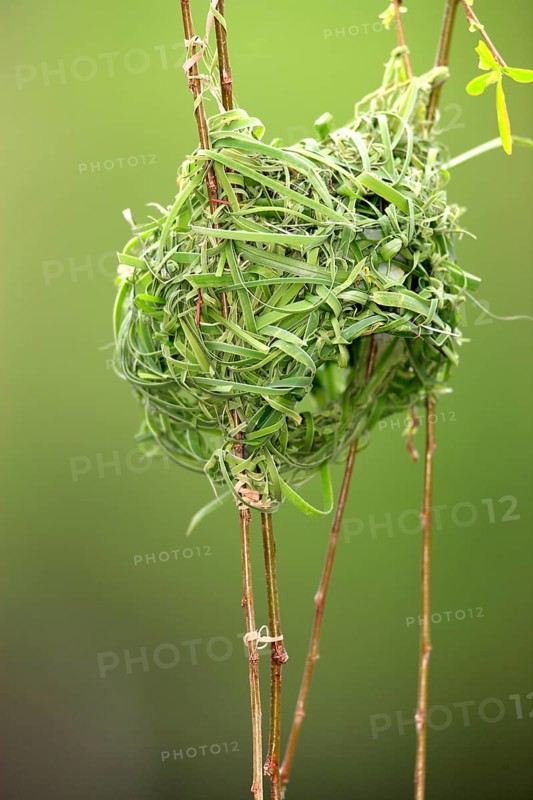 Cape Weaver, nest, South Africa (Textor capensis)