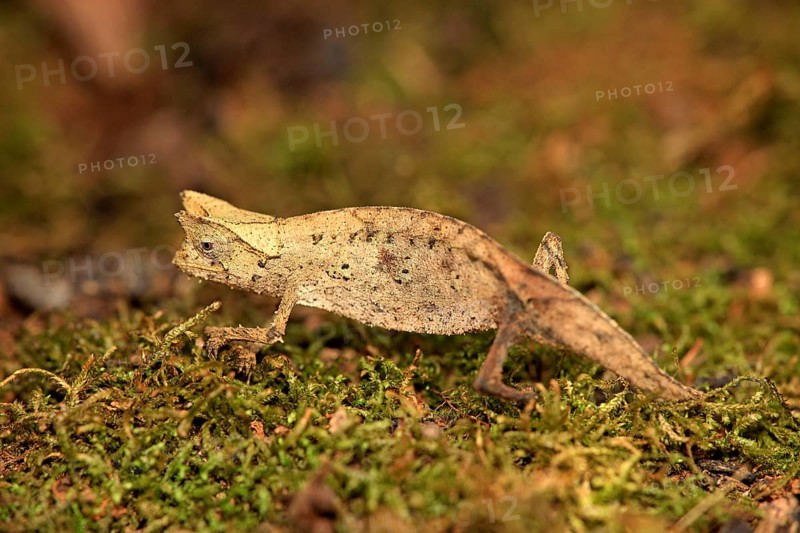 Horned Leaf Chameleon (Brookesia superciliaris), Madagascar, Africa