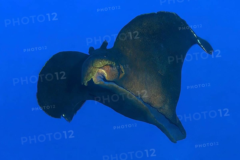 Black sooty sea hare (Aplysia fasciata) large nudibranch swimming through open water against blue background, Mediterranean Sea, Strait of Bonifacio, Gallura, Sardinia, Italy, Europe