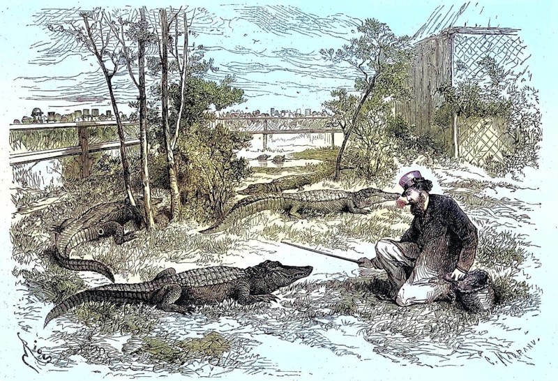 On display in Le Havre, 1869, the enclosure of the Mississippi caiman, France, Historic, digitally restored reproduction of a 19th century original, exact original date unknown, Europe