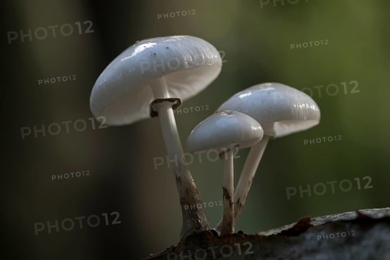 Porcelain fungi (Oudemansiella mucida), Emsland, Lower Saxony, Germany, Europe