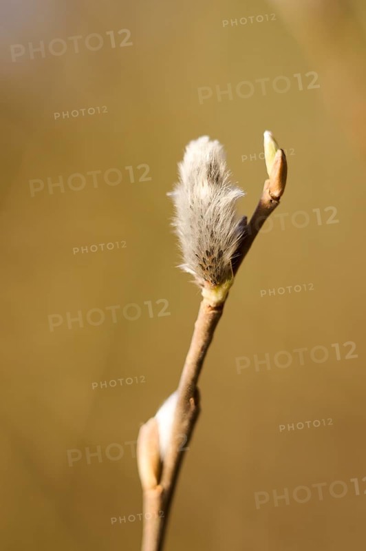 Eastern crack-willow (Salix euxina) pussy willow, detail, Upper Palatinate, Bavaria, Germany, Europe