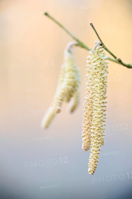 Common hazel (Corylus avellana) mal catkins, detail, Upper Palatinate, Bavaria, Germany, Europe