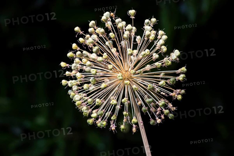 Ornamental leek (Allium), flower faded, with seed capsules, Baden-Württemberg, Germany, Europe